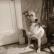 Shatikova koera südame pilti ja omadused Bulgakovi essee