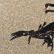 Brief information about the scorpion