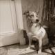 Sharikova Köpeğin Kalp Bulgakov Denemesi Görüntü ve Özellikleri