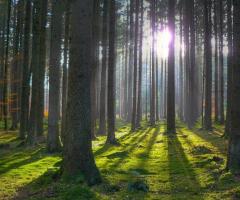 К чему снится лес: подробности и значения