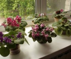Цветы в доме по фен-шуй - значение комнатных растений